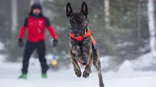 Owczarek holenderski zaginął