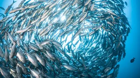 Jeszcze chwila, a ryby zaczną się dusić. Alarmujące prognozy odtleniania oceanów