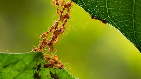 shutterstock_716577484