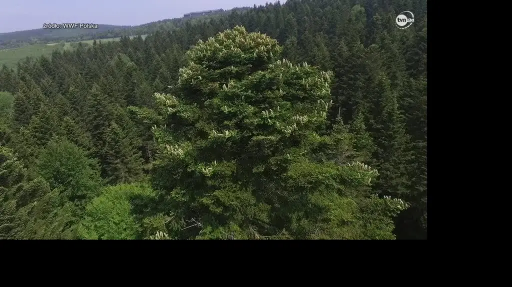 1209N377X CNB LAZZERI 