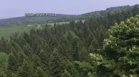 1209N377X CNB LAZZERI 