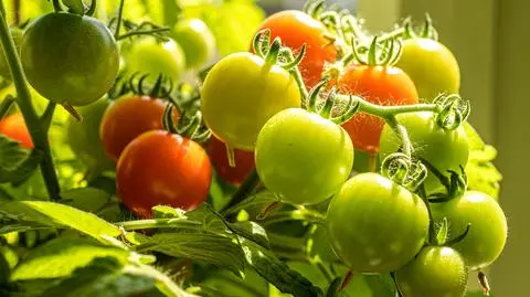 pomidor pomidory krzak roslina rosliny uprawa AdobeStock_352598003