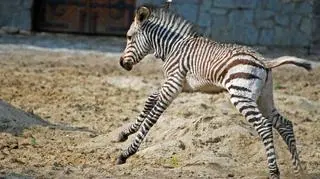 Kiedy mama nie widzi, zebra bryka po wybiegu 