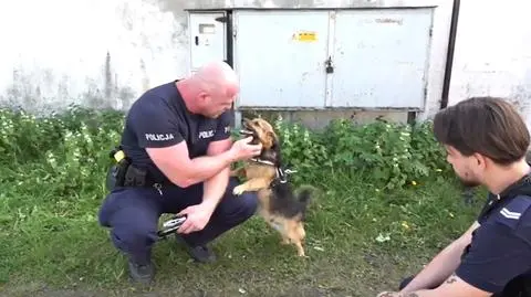 Ciężarna suczka trafi do schroniska w Elblągu