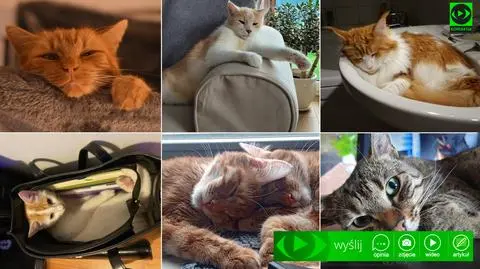 Dzień Kota 2023. Pokażcie nam swoich mruczących przyjaciół	