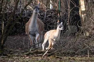 Młode gwanako przyszło na świat we wrocławskim zoo