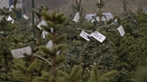 Choinki do wypożyczenia w Zakładzie Utylizacyjnym w Gdańsku