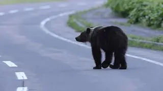 Niedźwiedź zaatakował niedaleko stacji kolejowej