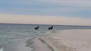 Łosie kąpiące się w Bałtyku