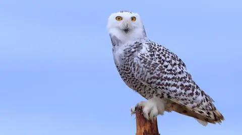 Puchacz śnieżny (łac. Bubo scandiacus)