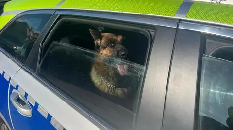 Dwa owczarki same w centrum miasta