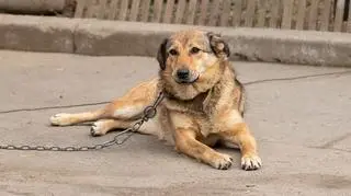 Nawrocki zawetował ustawę łańcuchową, podpisał futerkową