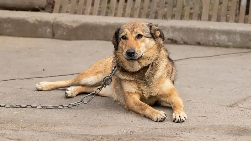 Nawrocki zawetował ustawę łańcuchową, podpisał futerkową