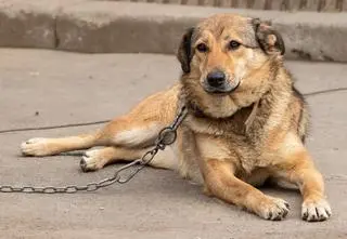 Nawrocki zawetował ustawę łańcuchową, podpisał futerkową