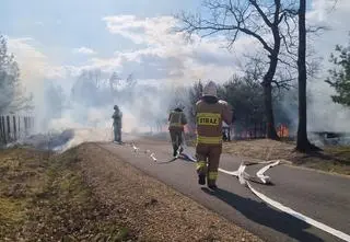Policja szuka podpalacza. Ogień w lesie pojawił się trzy razy