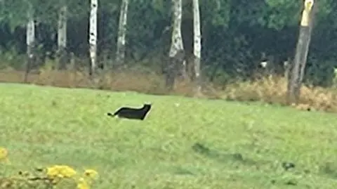 Puma na Dolnym Śląsku 