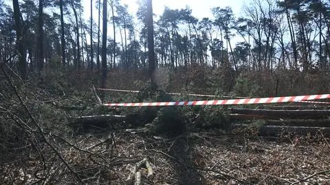 Podczas prac związanych z wycinką drzew zginął 51-latek