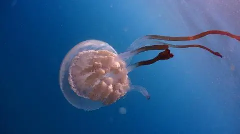 Olbrzymie meduzy pojawiły się u wybrzeży Hiszpanii