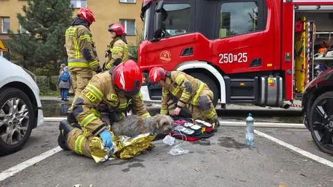 Zwierzęta zostały wyniesione z czwartego piętra