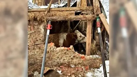 Krowy w zniszczonej stodole