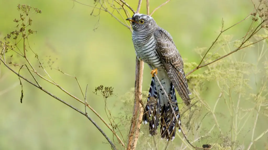 Ornitologiczna sensacja w Nowym Jorku. "Viralowe szaleństwo"