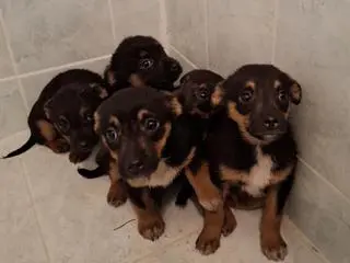 Pracownik poczty uratował pięć szczeniaków