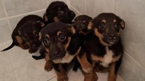 Pracownik poczty uratował pięć szczeniaków