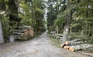 Wycinka drzew w lesie Krogulec w Zgierzu