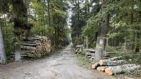 Wycinają zielone płuca miasta. "Doszło tutaj do zbrodni ekologicznej"