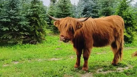Dwie krowy rasy Highland Cattle na gigancie