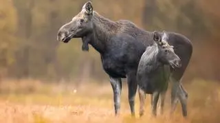 "Wy nam ptaki, my wam łosie". Minister i aktywiści o "handlu" przyrodą