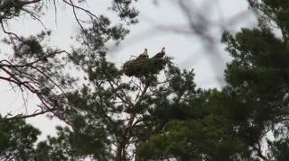 Rybołowy w gnieździe