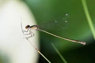 Iglica mała (Nehalennia speciosa) - rzadka ważka preferująca siedliska bagienne