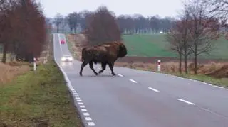 Najpierw na drodze pojawił się jeden osobnik 