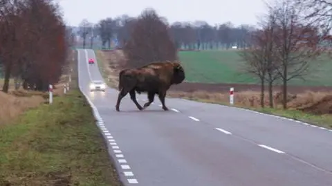 Najpierw na drodze pojawił się jeden osobnik 
