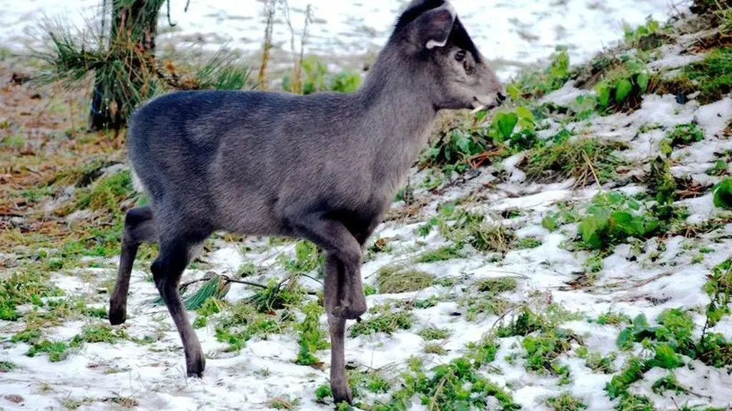 Jelonek czubaty 