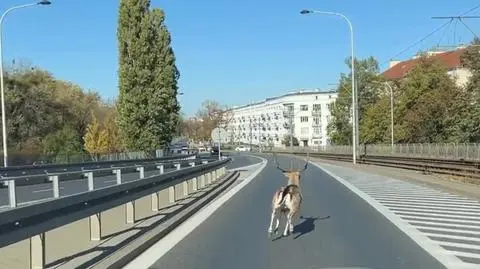 Daniel biegał po jezdni, wbiegł też na torowisko