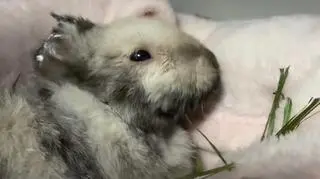 Królik Marcyś przeszedł amputację