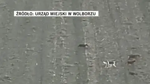 URZĄD MIEJSKI W WOLBORZU