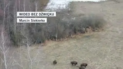 liczenie żubrów