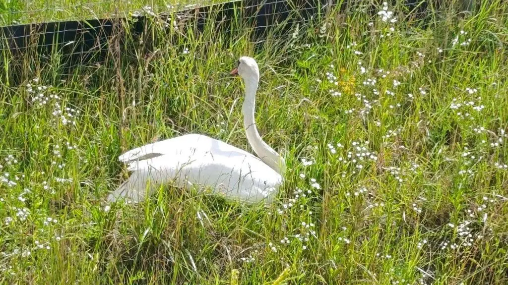 Łabędź sprawcą kolizji na drodze ekspresowej S7