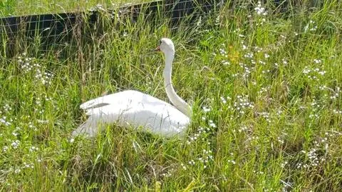 Łabędź sprawcą kolizji na drodze ekspresowej S7