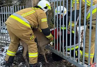 Sarna utknęła w ogrodzeniu. Uratowali ją strażacy