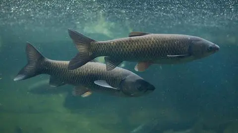Amur biały