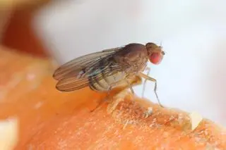 Wywilżnia karłowata (Drosophila melanogaster) - zdj. poglądowe
