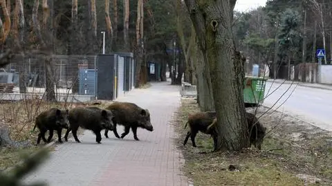 Dziki w Warszawie