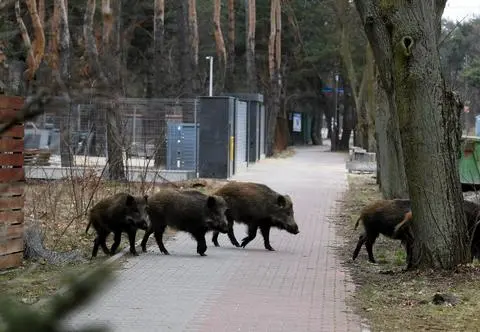 Nie można ich w tej chwili odławiać i wywozić. Pozostało zabijać?
