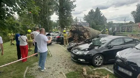 Drzewo przewróciło się na auta 