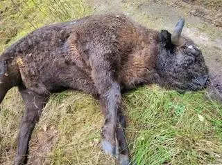 Żubra znaleziono na leśnej drodze
