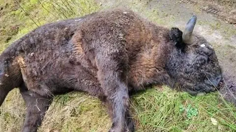Żubra znaleziono na leśnej drodze